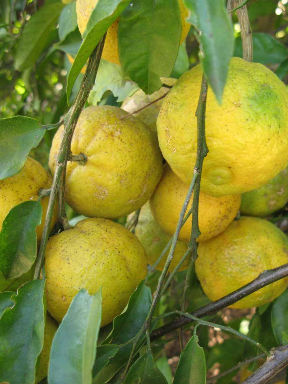              Fruit (Winter Haven, FL)       